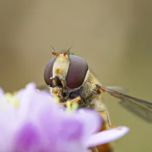 Hoverfly, Episyrphus balteatus