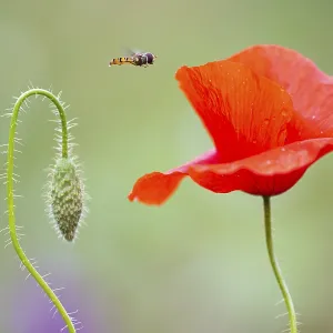 Hoverfly (Syrphidae) on poppy (Papaver rhoeas) at the edge of a field Hoverfly (Syrphidae) on poppy (Papaver rhoeas) at the edge of a field