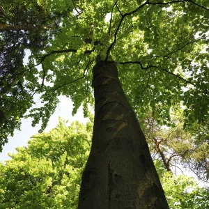 Huge beech tree in the forest