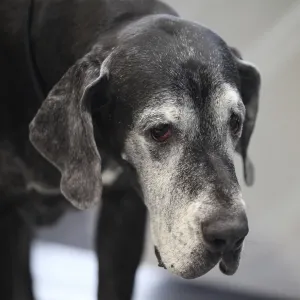 Huge black Great Dane looking, close to Huge black Great Dane looking, close to
