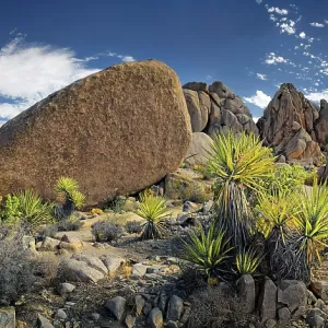 Huge granite rocks of Split Rocks and green Mojave Yucca or Spanish Dagger (Yucca schidigera)