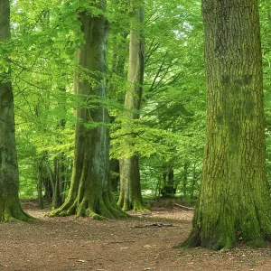 Huge old beeches and oaks with moss-covered roots in a former hut forest Huge old beeches and oaks with moss-covered roots in a former hut forest