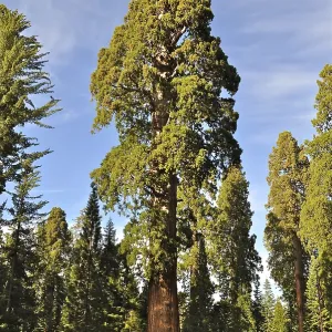 A huge Sequoia tree, giant sequoia (Sequoiadendron giganteum)
