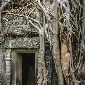 Huge tree engulfing an entrance to one of the temples in Angkor Wat complex near Siem Reap in Cambodia Huge tree engulfing an entrance to one of the temples in Angkor Wat complex near Siem Reap in Cambodia