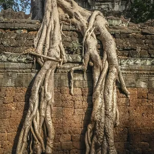 Huge tree engulfing a wall in one of the temples in Angkor Wat complex near Siem Reap in Cambodia Huge tree engulfing a wall in one of the temples in Angkor Wat complex near Siem Reap in Cambodia