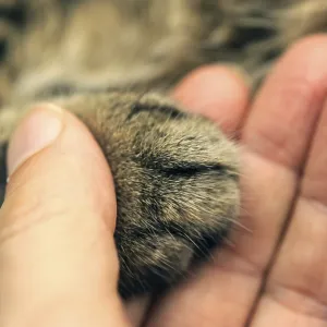A human hand gently holding a cat's paw