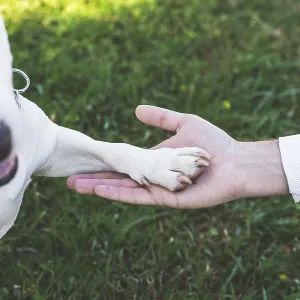 Human Hand Holding White Dog's Paw Print
