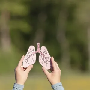 Human lung in front of forest, trees for fresh healthy breathing air Human lung in front of forest, trees for fresh healthy breathing air