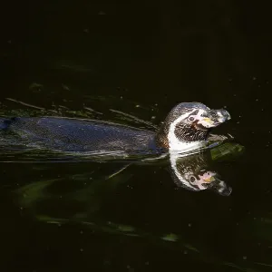 Humboldt penguin (Spheniscus humboldti) swimming in the water