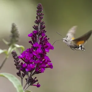 Hummingbird hawk-moth (Macroglossum stellatarum) Hummingbird hawk-moth (Macroglossum stellatarum)