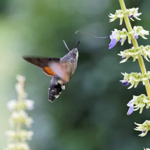 Hummingbird hawk-moth pollinates Coleus flowers Hummingbird hawk-moth pollinates Coleus flowers
