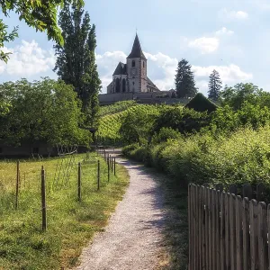 Hunawihr old fortified church surrounded by vineyards Hunawihr old fortified church surrounded by vineyards