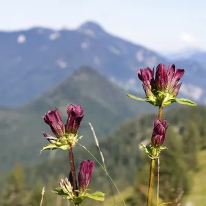 Hungarian gentian (Gentiana pannonica)