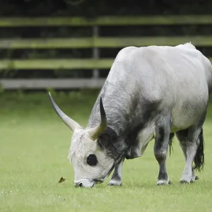 Hungarian Grey Cattle or Hungarian grey cattle (Bos primigenius f)