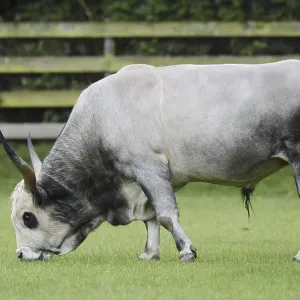 Hungarian Grey Cattle or Hungarian grey cattle (Bos primigenius f)
