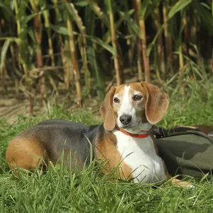 Hunting dog German Bracke, Allgaeu