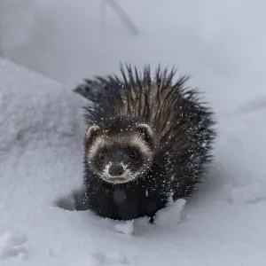 Hunting is no easy task for the European polecat (Mustela putorius) when the snow cover is closed
