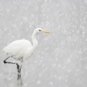 Great Egret Print, Snowy Scene in Hesse, Germany Great Egret Print, Snowy Scene in Hesse, Germany