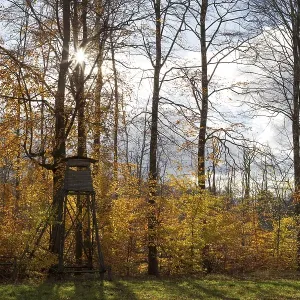 A hunting hide at the edge of a deciduous forest in autumnal colours