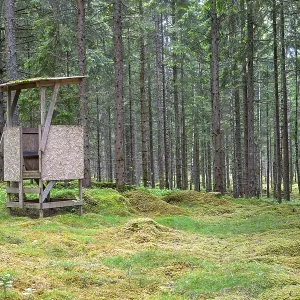 Hunting tower in a spruce forest with green moss on the ground in summer