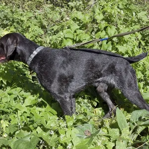 The hunting young dog retriver German Wirehaired Pointer (Drahthaar) felt a partridge in a grass