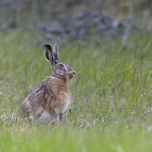 Hunts for wolves are usually lengthy and a visit from a brown hare (Lepus europaeus) is a welcome change