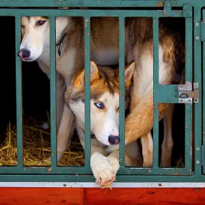 Huskies in a kennel cage