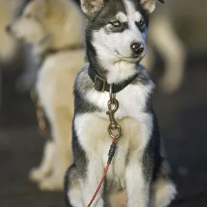 Husky dog (Canis lupus familiaris) wearing collar with leash