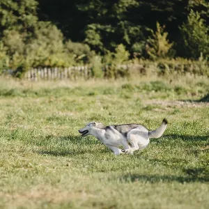 A husky dog running energetically through a green field surrounded by trees A husky dog running energetically through a green field surrounded by trees