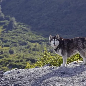 Husky looks into the camera Husky looks into the camera