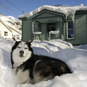Perro husky en Telluride, Colorado, EE. UU.