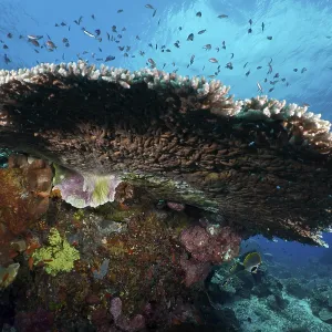 Hyacinth Table Coral (Acropora hyacinthus) in the sea surrounded by smaller fish Hyacinth Table Coral (Acropora hyacinthus) in the sea surrounded by smaller fish
