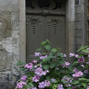 Hydrangea in shell in front of old house Hydrangea in shell in front of old house