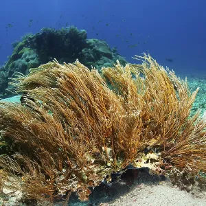 Hydrozoan sticks (Hydrozoa) strongly cnidarian