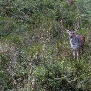 I can observe more and more fallow deer (Dama dama) in the vicinity of the main rutting ground