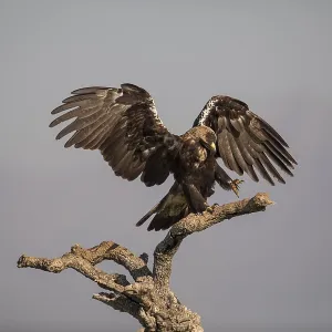 Iberian Eagle (Aquila adalberti) Iberian Eagle (Aquila adalberti)
