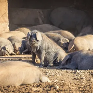 Iberian pigs lying in front of barn