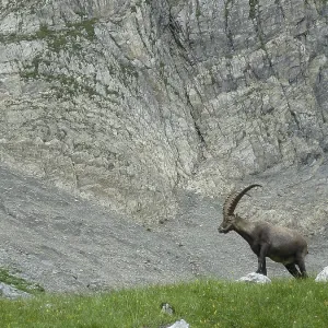 An ibex (Capricornus) stands on a mountain meadow in front of a rock face An ibex (Capricornus) stands on a mountain meadow in front of a rock face