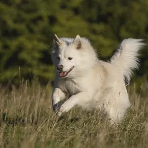 Icelandic dog in action Icelandic dog in action