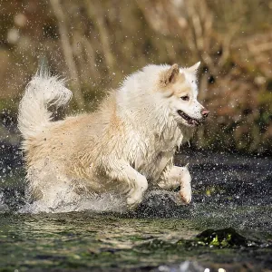 My Icelandic dog in luck My Icelandic dog in luck