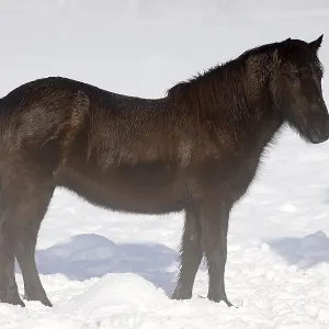 Icelandic horse (Equus islandicus) Icelandic horse (Equus islandicus)