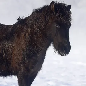 Icelandic horse (Equus islandicus) Icelandic horse (Equus islandicus)