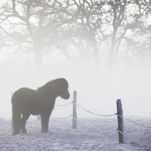 Icelandic horse (Equus islandicus) standing in winter in the fog on a meadow covered with snow Icelandic horse (Equus islandicus) standing in winter in the fog on a meadow covered with snow