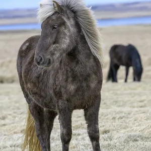Icelandic Horse Print, Iceland, Europe Icelandic Horse Print, Iceland, Europe