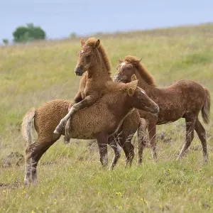 Icelandic Horse, Icelandic Pony Icelandic Horse, Icelandic Pony
