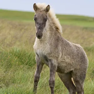 Icelandic Horse, Icelandic Pony Icelandic Horse, Icelandic Pony