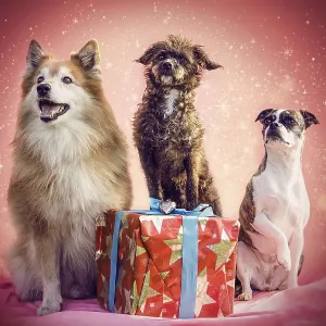 Icelandic Sheepdog, Bossipoo and Boston Terrier mix with Christmas gift on red sparkling festive background