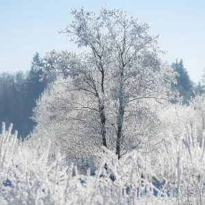 An icy tree, black alder (Alnus glutinosa)
