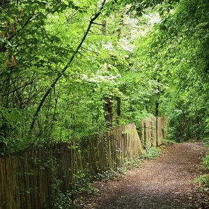 Idyllic forest trail with green canopy flanked by a wooden picket fence in thick vegetation
