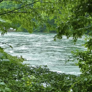 An idyllic river flows through a dense